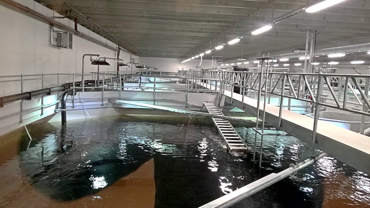 Waterproofing onshore and land-based fish farming concrete tanks